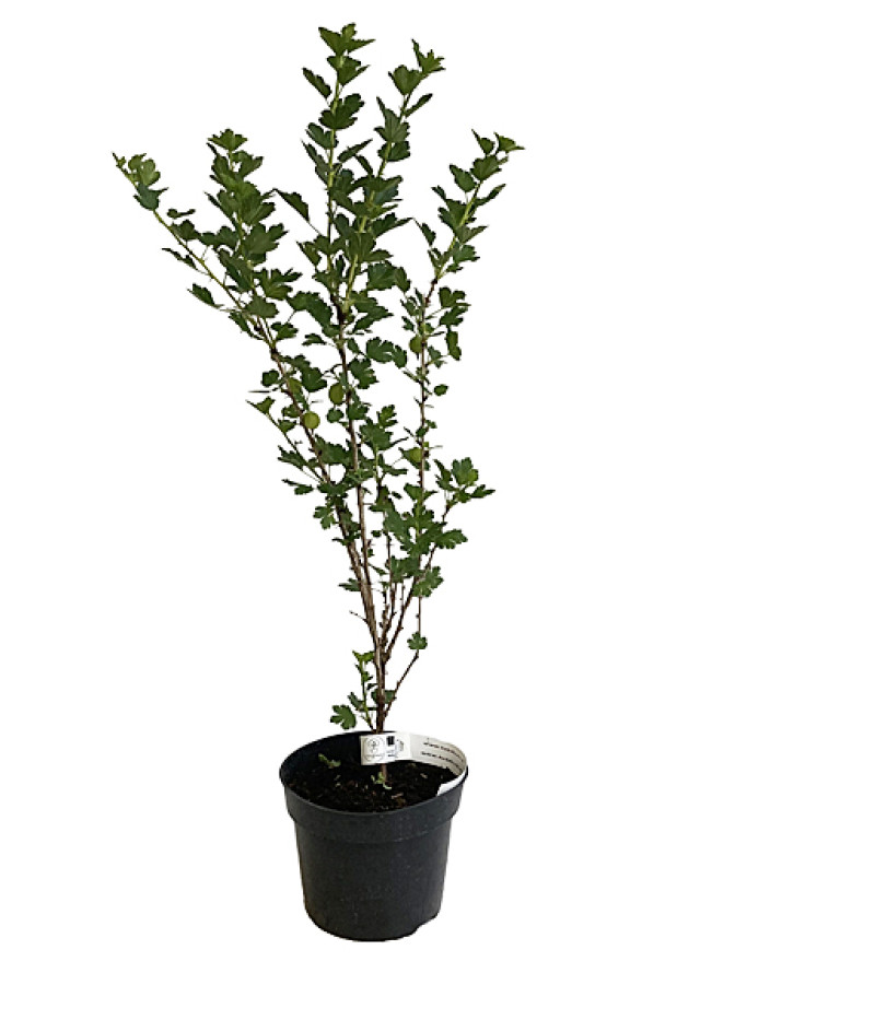 Egreš (Grossularia uva-crispa) Siewiernyj Kapitan - Tutifruti SK