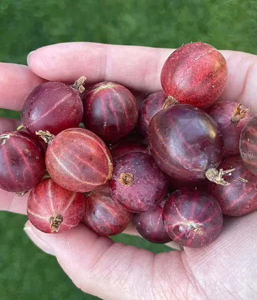 Egreš (Grossularia uva-crispa) HINNONMAKI RED 