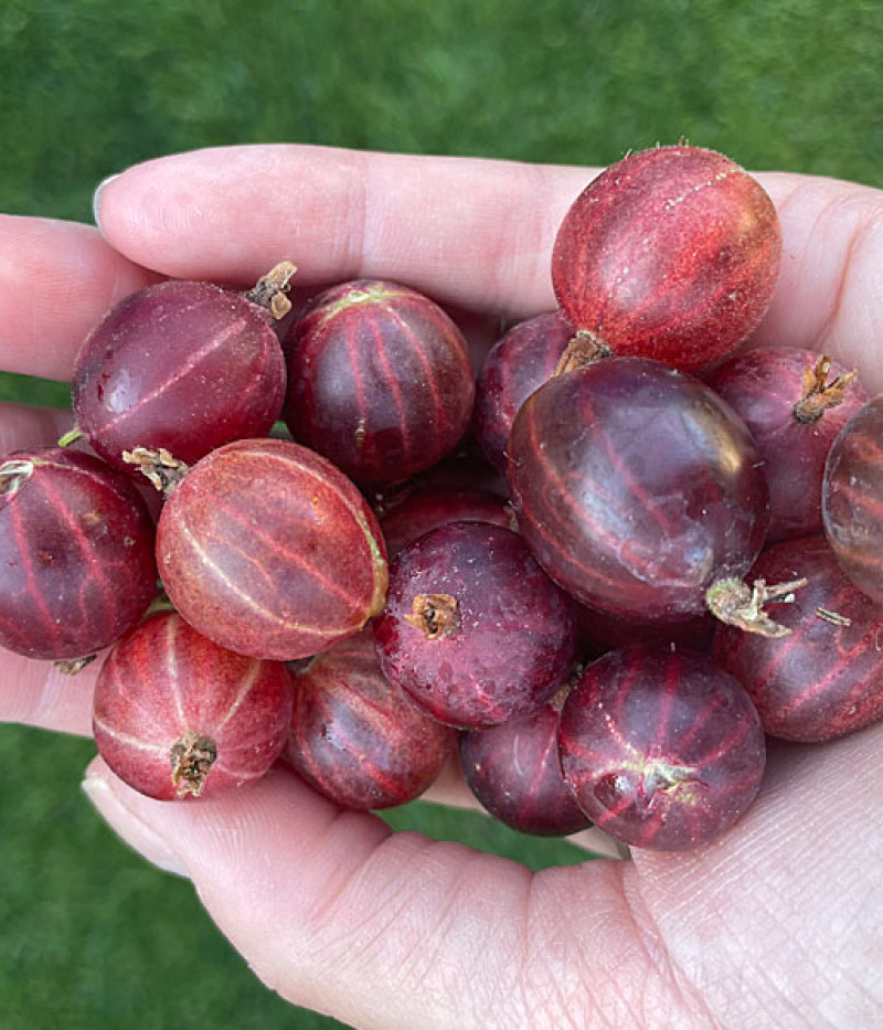 Egreš (Grossularia uva-crispa) HINNONMAKI RED - Tutifruti SK
