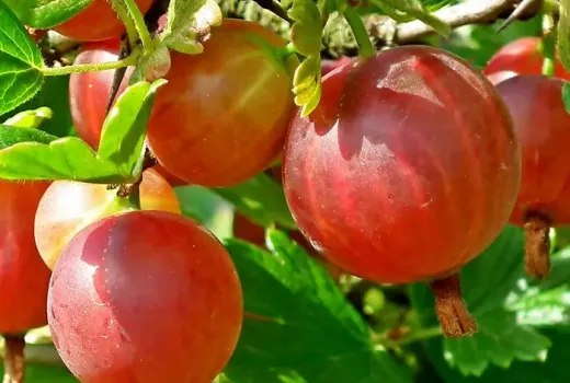 Egreše zocelené mrazom: top odrody, ktoré prežijú aj sibírsku zimu