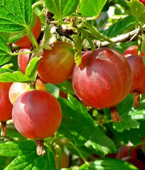 Egreš (Ribes uva-crispa) Hinsel