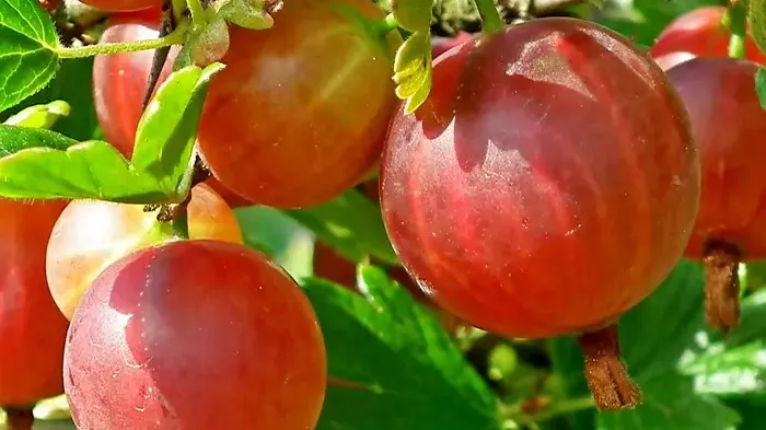 Egreše zocelené mrazom: top odrody, ktoré prežijú aj sibírsku zimu
