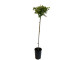 Egreš (Grossularia uva-crispa) INVICTA- stromček