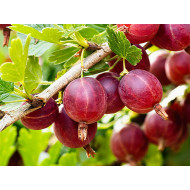 Gooseberry (Grossularia uva-crispa) KAMENIAR