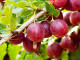 Egreš (Grossularia uva-crispa) KAMENIAR- stromček