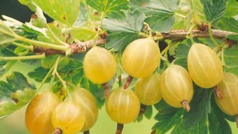 Lotyšské egreše: Analýza odrôd Kuršu Dzintars, Rita a Maija | Blog