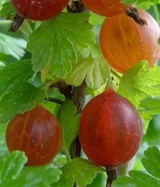 Egreš (Ribes uva-crispa) MAŠENKA