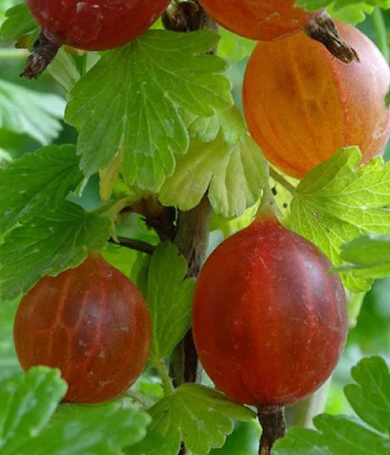 Egreš (Ribes uva-crispa) MAŠENKA - Tutifruti, s.r.o.