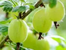 Gooseberry (Grossularia uva-crispa) MUCURINES - Tutifruti SK