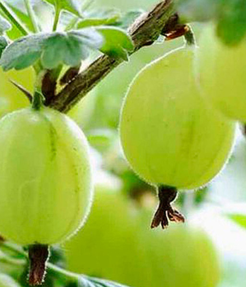 Egreš (Grossularia uva-crispa) MUCURINES - Tutifruti SK