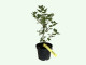 Egreš (Grossularia uva-crispa) zelený MUCURINES 