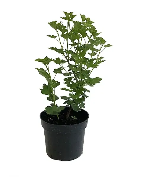 Gooseberry (Grossularia uva-crispa) MUCURINES