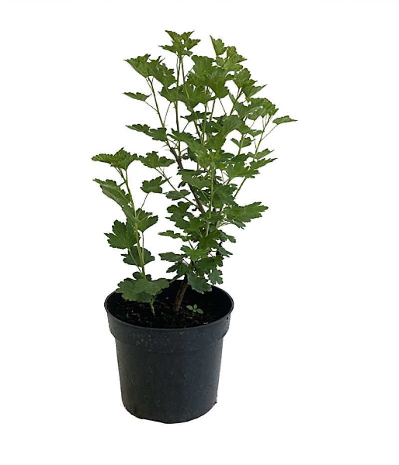 Egreš (Grossularia uva-crispa) MUCURINES - Tutifruti SK