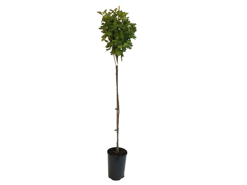 Egreš (Grossularia uva-crispa) NESLUCHOVSKIJ- stromček