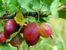 Gooseberry (Grossularia uva-crispa) NESLUKHOVSKY - Tutifruti SK