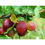 Egreš (Grossularia uva-crispa) NESLUCHOVSKIJ 
