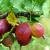 Gooseberries to order