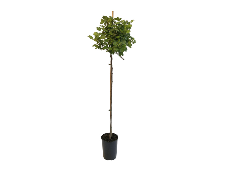 Egreš (Grossularia uva-crispa) KAMENIAR- stromček