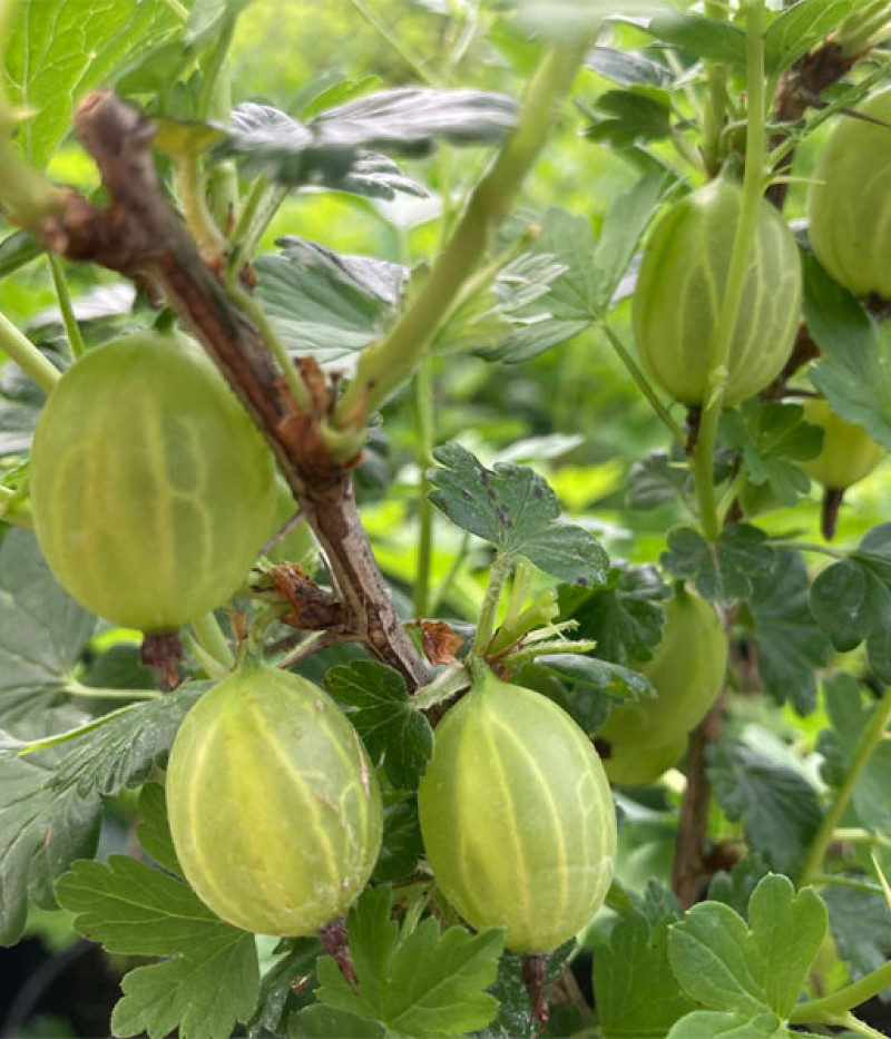 Egreš (Grossularia uva-crispa) Pushkinskij - Tutifruti SK