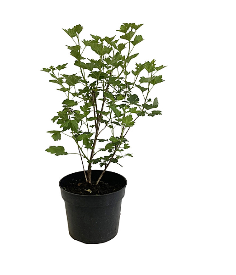 Egreš (Grossularia uva-crispa) Pushkinskij - Tutifruti SK