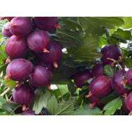 Egreš (Grossularia uva-crispa) RODNIK