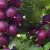 Rote Stachelbeeren