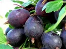 Gooseberry (Grossularia uva-crispa) Siewiernyj Kapitan - Tutifruti SK