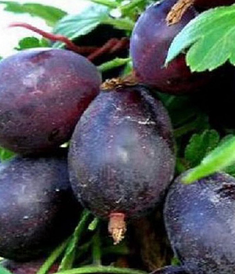 Egreš (Grossularia uva-crispa) Siewiernyj Kapitan - Tutifruti SK