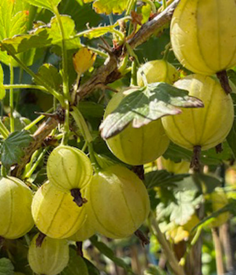 Egreš (Ribes uva-crispa) TRIUMF (stromček) - Tutifruti, s.r.o.