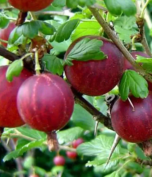 Egreš (Grossularia uva-crispa) HINNONMAKI RED 
