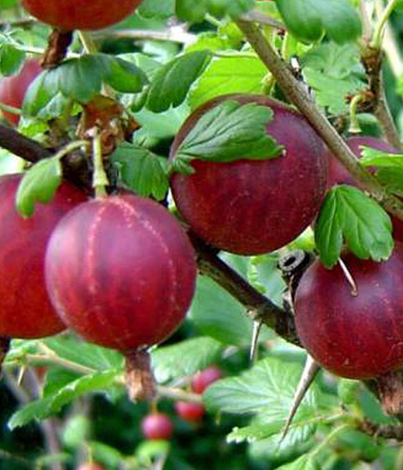 Egreš (Grossularia uva-crispa) HINNONMAKI RED - Tutifruti SK