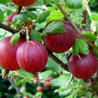 Stachelbeere (Grossularia uva-crispa) HINNONMAKI RED
