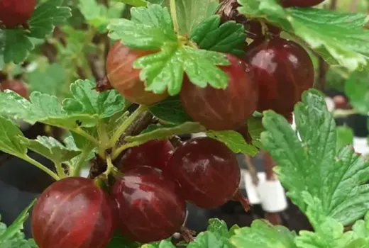 Najsladšie egreše: Top 5 dezertných odrôd z Východu