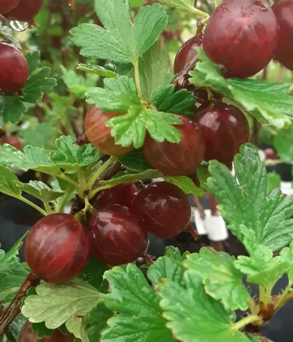 Egreš (Grossularia uva-crispa) ZVIEDRU SARKANĀ