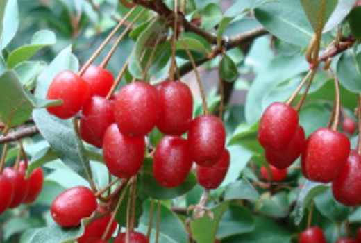 Hlošina (Elaeagnus): Sprievodca botanikou a chemickým zložením (1. časť)