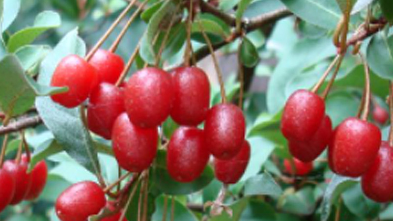 Hlošina (Elaeagnus): Sprievodca botanikou a chemickým zložením (1. časť)