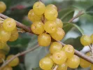 Oleaster (elaeagnus umbellata) POINTILLA FORTUNELLA - Tutifruti SK
