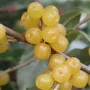 Hlošina okolíkatá (Elaeagnus umbellata) POINTILLA FORTUNELLA
