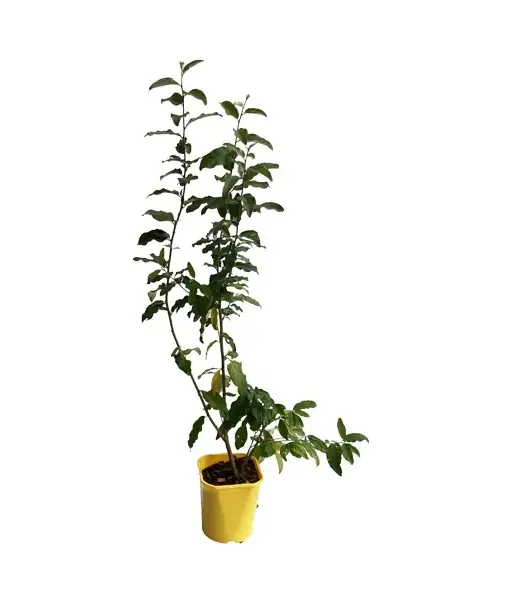 Hlošina okolíkatá (Elaeagnus umbellata) POINTILLA FORTUNELLA