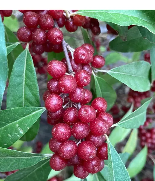 Oleaster (elaeagnus umbellata) POINTILLA  SWEET'N'SOUR®