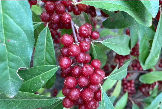 Hlošina (Elaeagnus): Odysea strieborného pokladu (2. časť – Veda a moderné využitie)