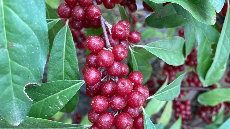 Hlošina (Elaeagnus): Odysea strieborného pokladu (2. časť – Veda a moderné využitie)
