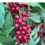 Hlošina okolíkatá (Elaeagnus umbellata) POINTILLA SWEET'N'SOUR®