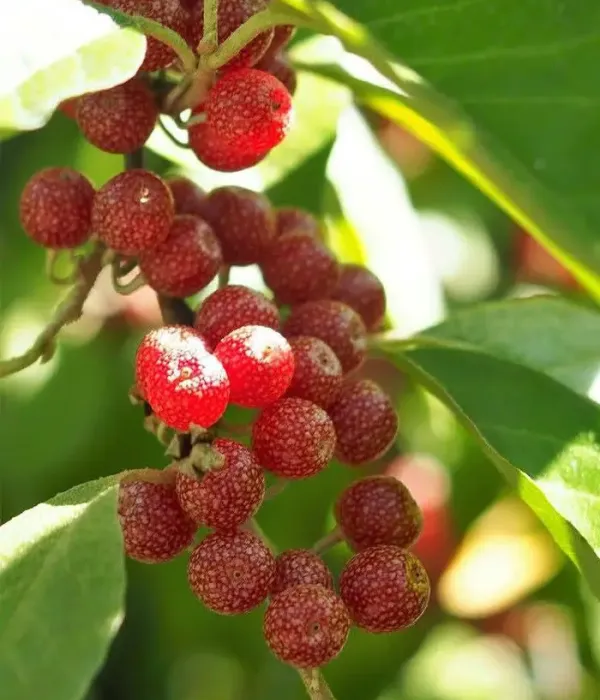 Hlošina okolíkatá (Elaeagnus umbellata) POINTILLA® SWEET'N'TART®