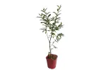 Oleaster (elaeagnus umbellata) POINTILLA  SWEETNSOUR® - Tutifruti SK