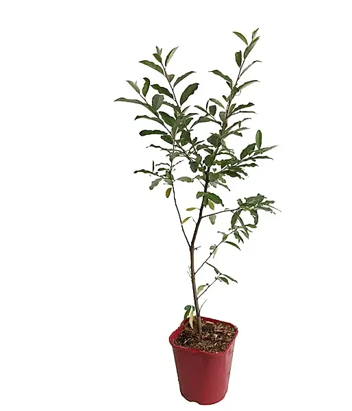 Oleaster (elaeagnus umbellata) POINTILLA  SWEET'N'SOUR®