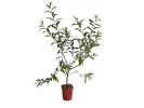 Hlošina okolíkatá (Elaeagnus umbellata) POINTILLA AMOROSO - Tutifruti, s.r.o.