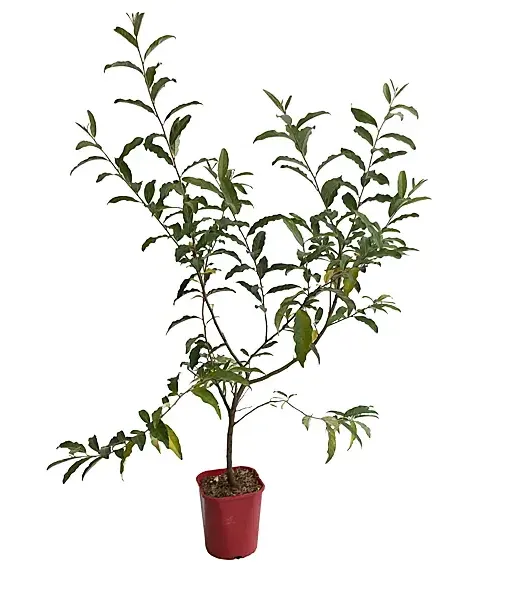 Hlošina okolíkatá (Elaeagnus umbellata) POINTILLA AMOROSO