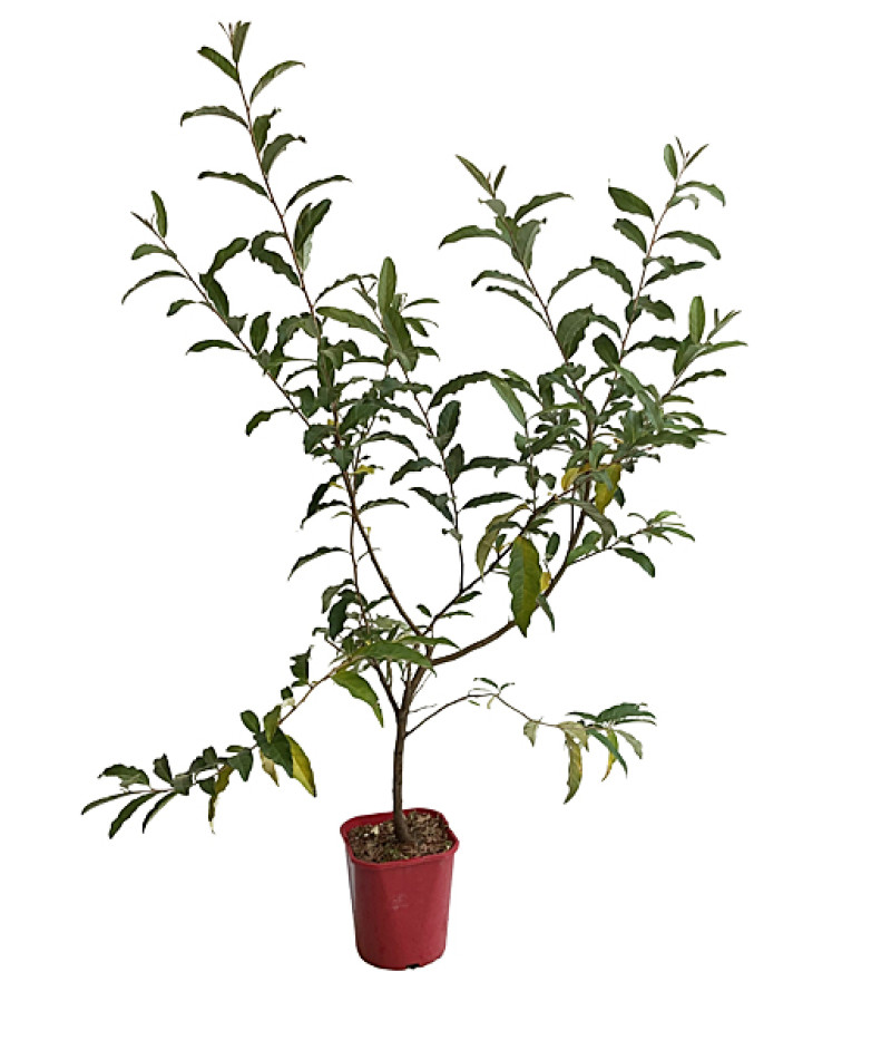 Hlošina okolíkatá (Elaeagnus umbellata) POINTILLA AMOROSO - Tutifruti, s.r.o.