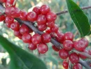 Hlošina okolíkatá (Elaeagnus umbellata) POINTILLA AMOROSO - Tutifruti, s.r.o.